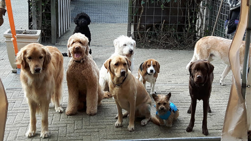 Hondencentrum Special Dogs Care & Coaching Nieuw-vennep