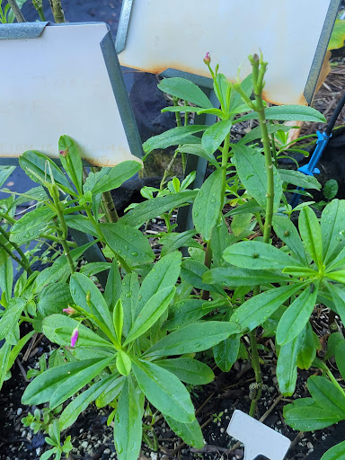 Park «Fairway Park», reviews and photos, 3700 Largo Dr, Miramar, FL 33023, USA