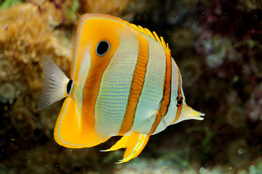 Tropical Fish Store «BB Fish and Pets», reviews and photos, 9226 Cypress Creek Pkwy, Houston, TX 77064, USA