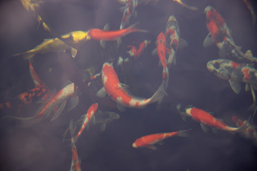 Pond Fish Supplier «The Funky Koi. Pet, Pond, Water Garden, Equine and Farm Supplies», reviews and photos, 41 Porter St, Berkley, MA 02779, USA