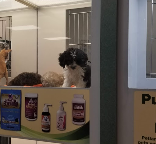 Pet Store «Petland Las Vegas», reviews and photos, 8800 W Charleston Blvd #3, Las Vegas, NV 89145, USA