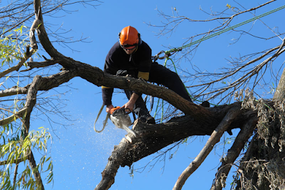 Joliet Tree Service Pros