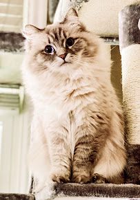 A Ragdoll To Love Cattery - Photo 4 - Car repair in , Harrisburg