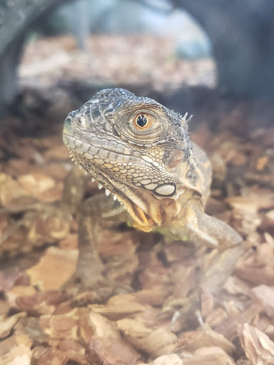 Pet Supply Store «Petco Animal Supplies», reviews and photos, 298 Spring Creek Drive, Franklin, TN 37067, USA