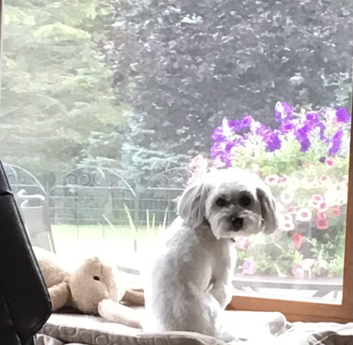 Pet Supply Store «PetSmart», reviews and photos, 4485 24th Ave, Fort Gratiot Twp, MI 48059, USA