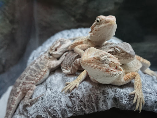 Pet Supply Store «Petco Animal Supplies», reviews and photos, 1919 El Camino Real, Mountain View, CA 94040, USA