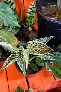 Neighborhood Plant Dealer - Photo 4 - Car repair in Vallejo, CA, Vallejo