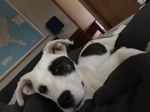 Pet Supply Store «Mounds Pet Food Warehouse», reviews and photos, 2110 S Stoughton Rd, Madison, WI 53716, USA