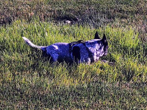 Park «Cyntheanne Park», reviews and photos, 12383 Cyntheanne Rd, Fishers, IN 46037, USA