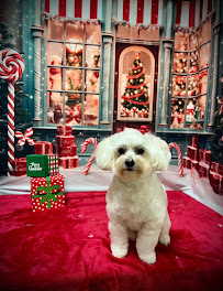 The Paw Spa Elite - Photo 5 - Car repair in Mustang, OK, Oklahoma City