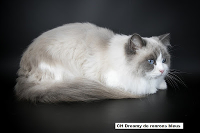 Chatterie de ronrons bleus : Élevage de Ragdolls en Haute-Garonne à Bellegarde-Sainte-Marie