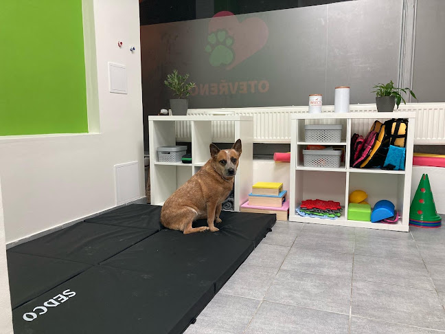 Physiopet - fyzioterapie pro psy