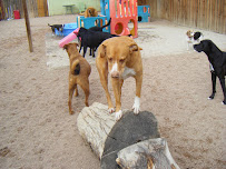 All About Paws - Photo 2 - Car repair in Wheat Ridge, CO, Lakewood