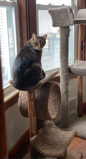 Pet Supply Store «Pet Supplies Plus», reviews and photos, 15060 Eureka Rd, Southgate, MI 48195, USA