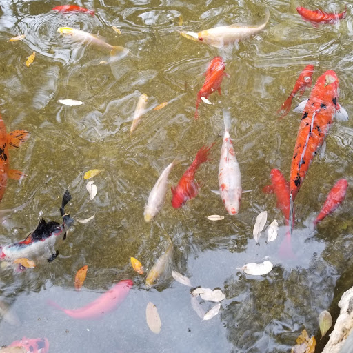 Park «White Rock Lake Park», reviews and photos, E Lawther Dr, Dallas, TX 75218, USA