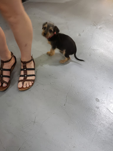 Tobacco Shop «Up N Smoke», reviews and photos, 25919 I-45, Spring, TX 77380, USA