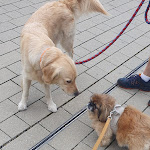 Photo n°1 de l'avis de Kathrin.e fait le 04/07/2023 à 04:55 sur le  SEFA Döner à Freital