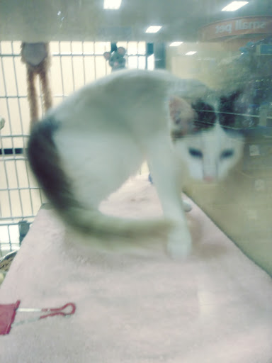 Pet Supply Store «PetSmart», reviews and photos, 1345 Wendy Ct, Spring Hill, FL 34607, USA