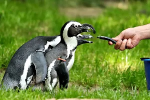 Pinguine Zoo Duisburg image