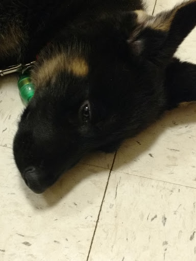 Pet Supply Store «PetSmart», reviews and photos, 1705 N Bechtle Ave, Springfield, OH 45504, USA