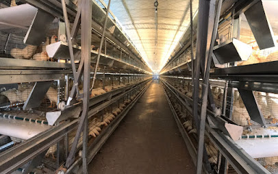 CATTANEO - Equipamientos Avícolas automáticos y tradicionales