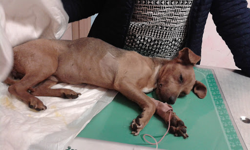 Pensioni per cani e dog hotel a Ospedale Veterinario Santa Lucia