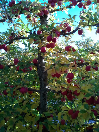 Congdon Orchards