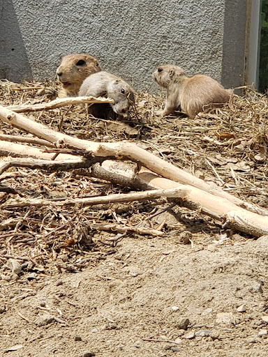 Zoo «Columbian Park Zoo», reviews and photos, 1915 Scott St, Lafayette, IN 47904, USA