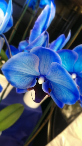 Grocery Store «Winn-Dixie», reviews and photos, 4205 University Blvd E, Tuscaloosa, AL 35404, USA