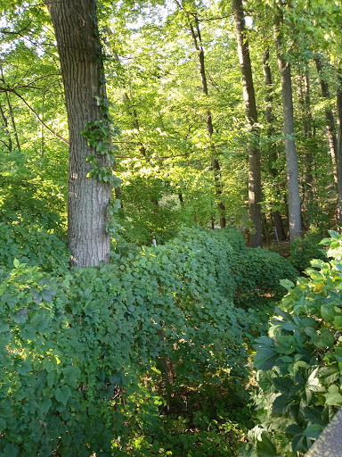 Live Music Venue «DTE Energy Music Theatre», reviews and photos, 7774 Sashabaw Rd, Village of Clarkston, MI 48348, USA