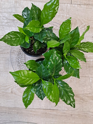 Florist «Finer Flowers», reviews and photos, 645 E Landis Ave, Vineland, NJ 08360, USA