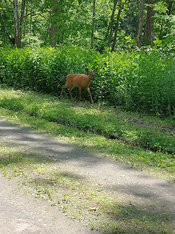 Pine Creek Rail Trail by null
