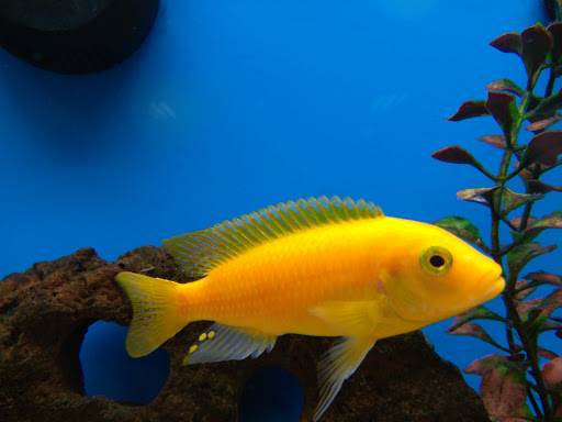 Pet Supply Store «Petco Animal Supplies», reviews and photos, 855 E Bidwell St, Folsom, CA 95630, USA