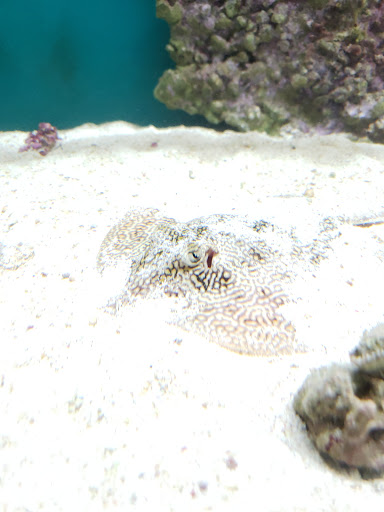 Pet Supply Store «Monrovia Tropical Fish», reviews and photos, 603 W Huntington Dr, Monrovia, CA 91016, USA