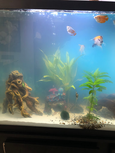 Pet Supply Store «Professional Fish Keepers Aquarium Store», reviews and photos, 7573 W Sample Rd, Coral Springs, FL 33065, USA