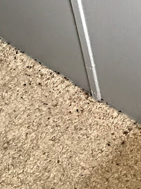 G&H Bed Bug - Photo 9 - Car repair in , Nampa