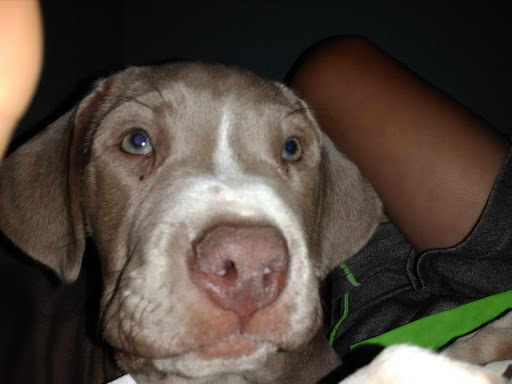 Amusement Center «Big Rock Mini Golf & Fun Park», reviews and photos, 11411 Baseline Rd, Little Rock, AR 72209, USA