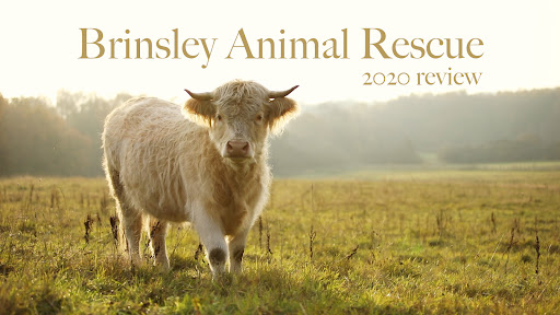 Brinsley Animal Rescue