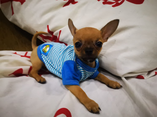 Woof! Pet Fashion - Tienda Online de Ropa para Mascotas