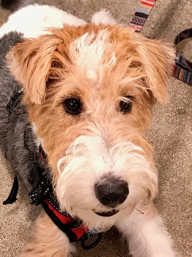 Pet Supply Store «PetSmart», reviews and photos, 2255 Pine Ridge Rd, Naples, FL 34109, USA