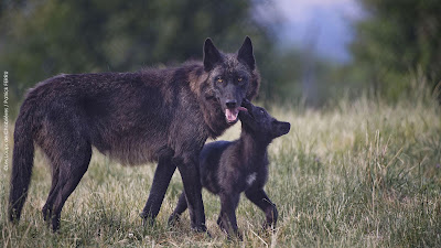 Parc Animalier des Monts de Guéret Les Loups de Chabrières à Sainte-Feyre