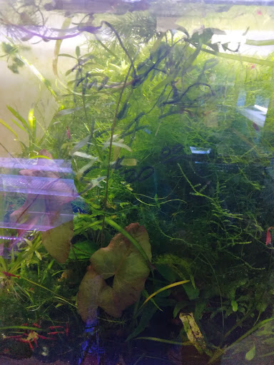 Pet Store «D D Fish & Pets», reviews and photos, 2413 S Fairview St, Santa Ana, CA 92704, USA