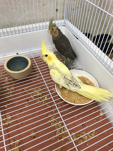 Bird Shop «Paterson Bird Store», reviews and photos, 13 Furler St # 1, Totowa, NJ 07512, USA