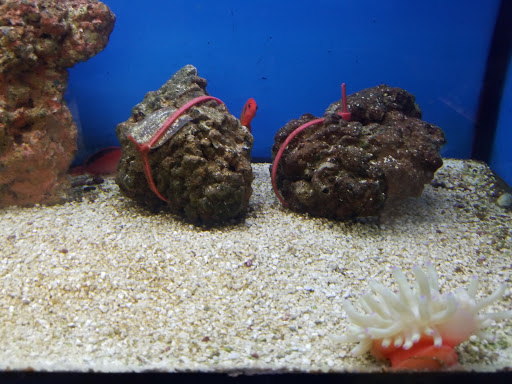 Pet Supply Store «Petco Animal Supplies», reviews and photos, 2140 E Blvd St, Kokomo, IN 46902, USA