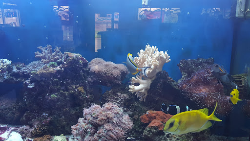 Pet Store «Fish Aquariums & Stuff», reviews and photos, 6112 W Fairview Ave, Boise, ID 83704, USA