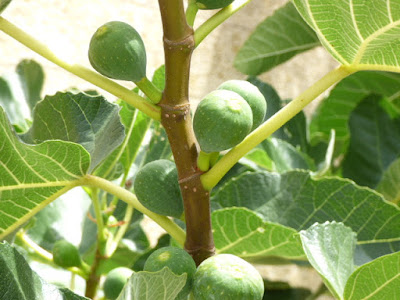 naturopathepascal à Cosne-Cours-sur-Loire