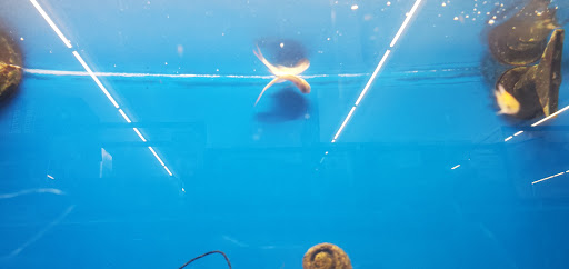 Pet Supply Store «Pet Supplies Plus», reviews and photos, 8703 W Grand River Ave, Brighton, MI 48116, USA