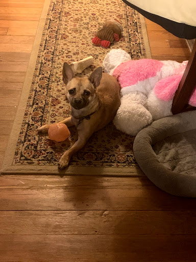 Five Oaks Mobile Pet Clinic image