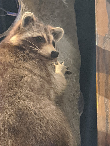 Science Museum «Cook Museum of Natural Science», reviews and photos, 133 4th Ave NE, Decatur, AL 35601, USA