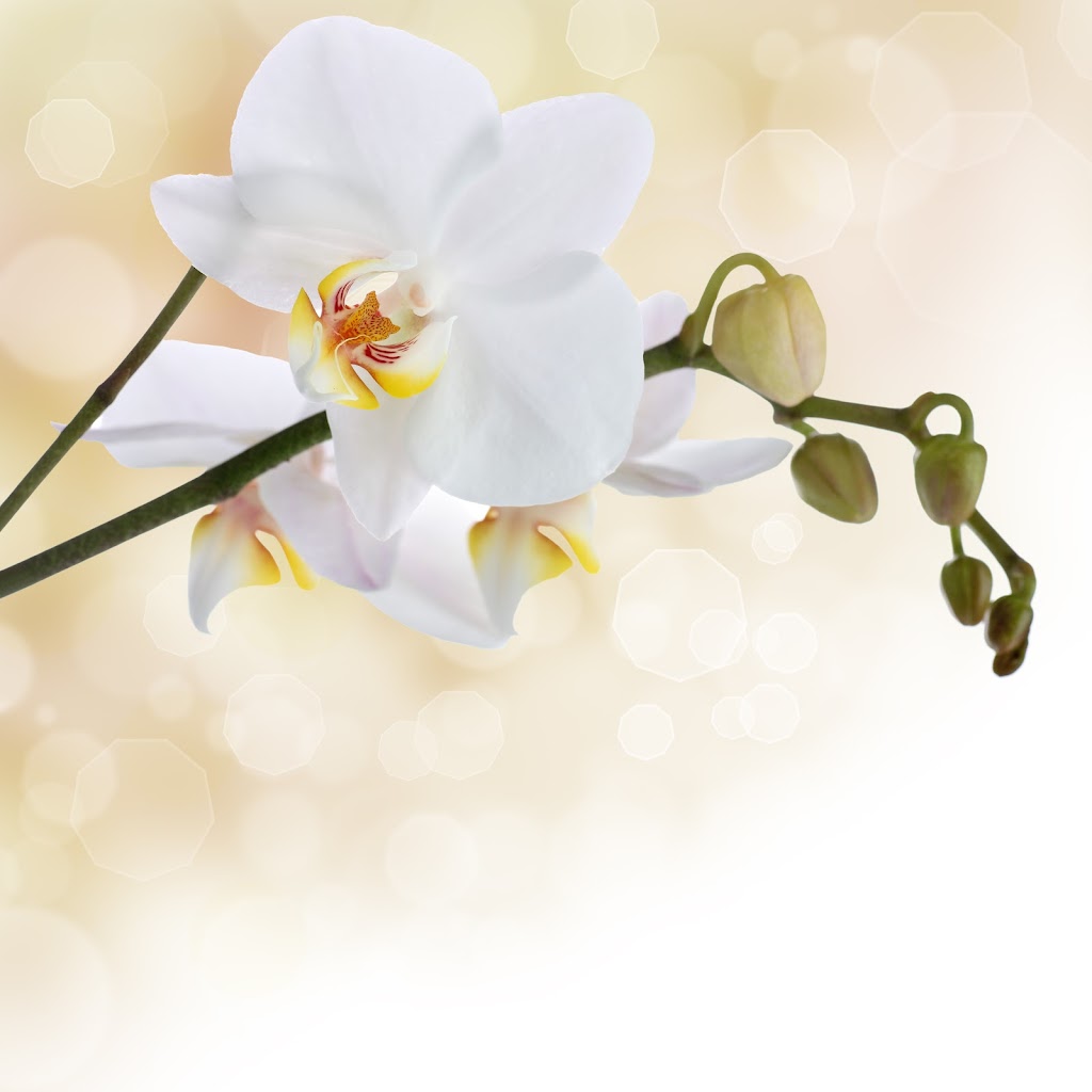 White Orchid - Massage Therapy & Polarity Therapy. 01776